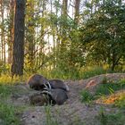 Dachs im Lebensraum