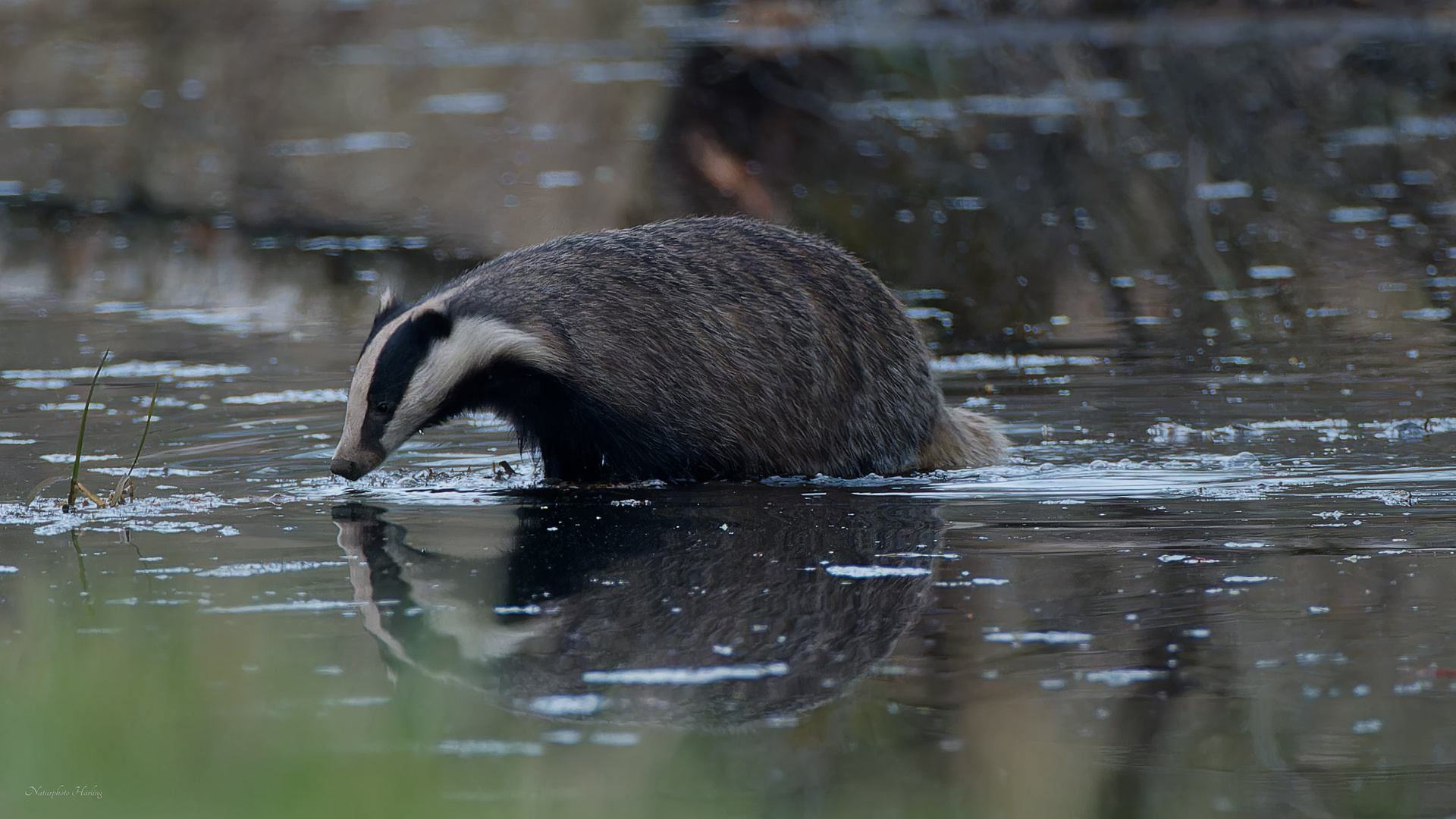 Dachs überquert den Wassergraben