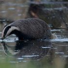 Dachs überquert den Wassergraben