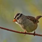 Dachsammer - White-crowned Sparrow (Zonotrichia leucophris)