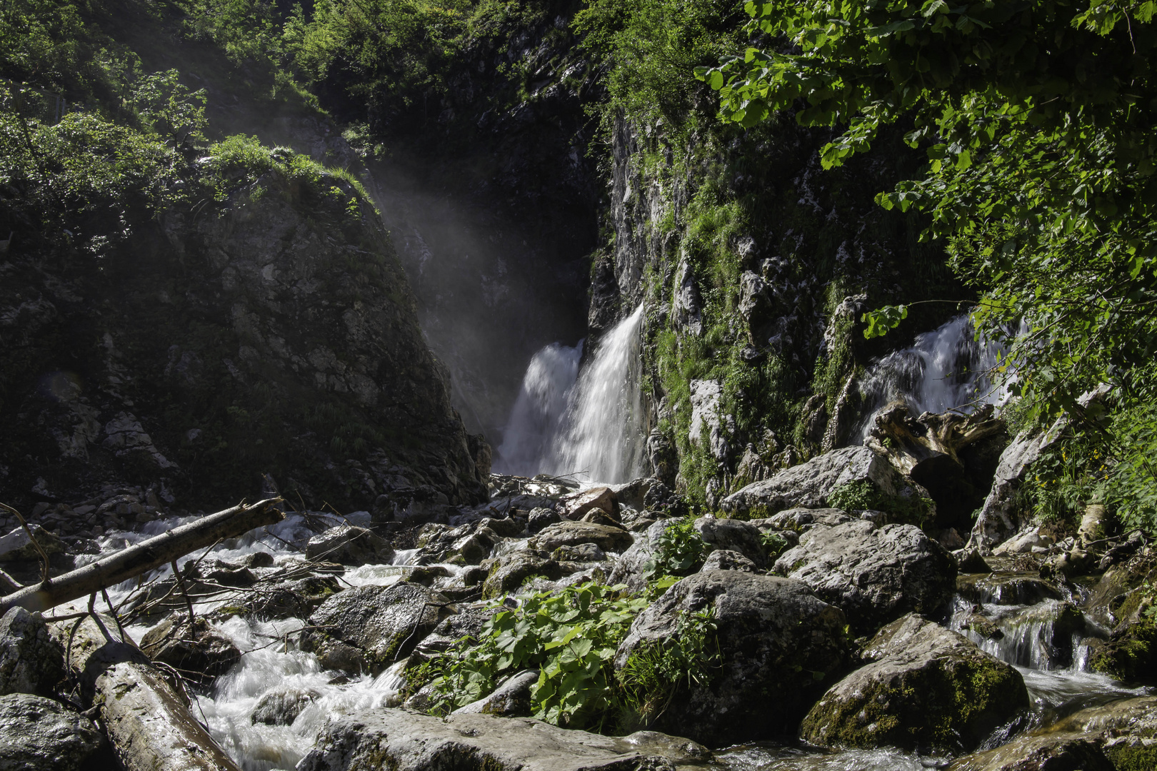 Dachserfall