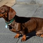 Dachshund