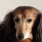 Dachshund