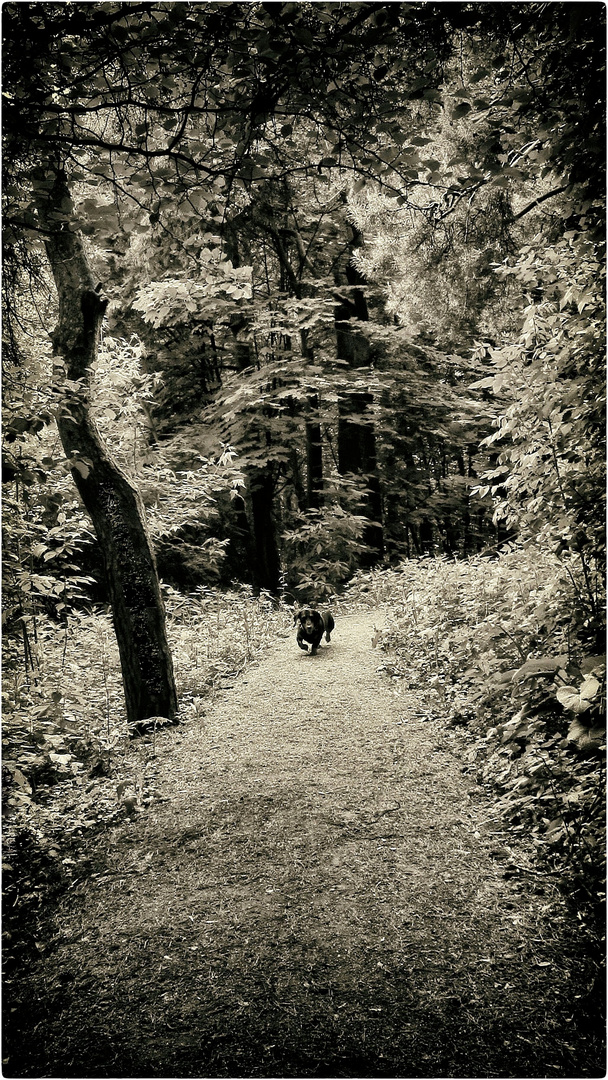 dachshund encounter