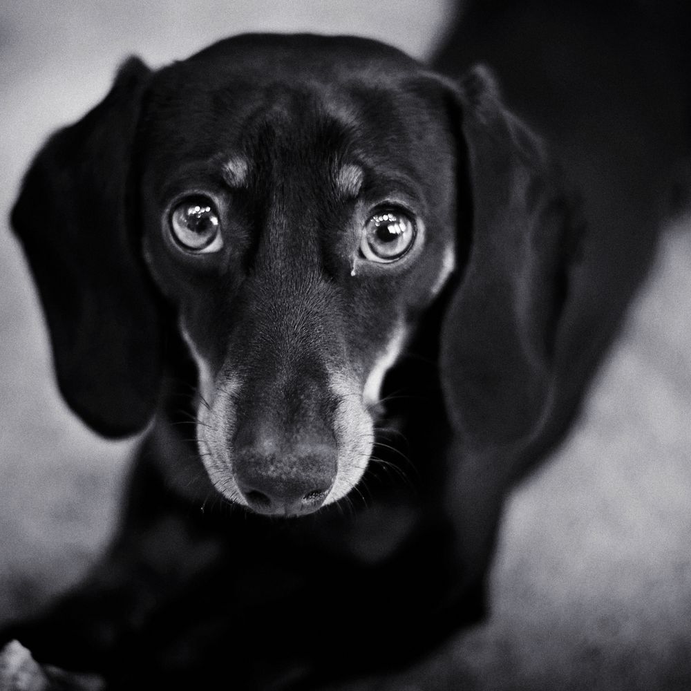 dachshund eyes Foto & Bild tiere, haustiere, hunde Bilder auf