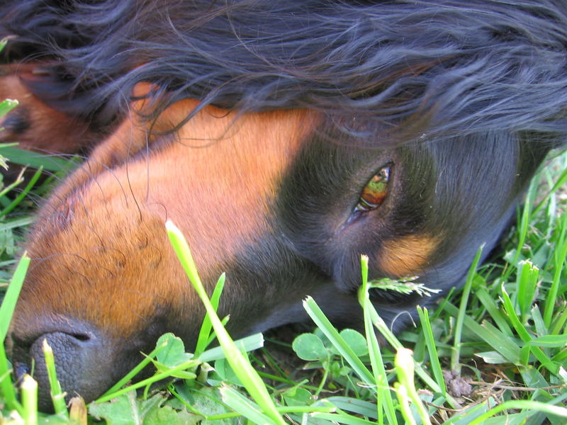 Dachshund Lisse