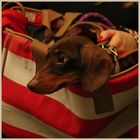 dachshund on the Tube in london