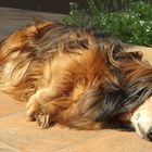 Dachshund under the sun