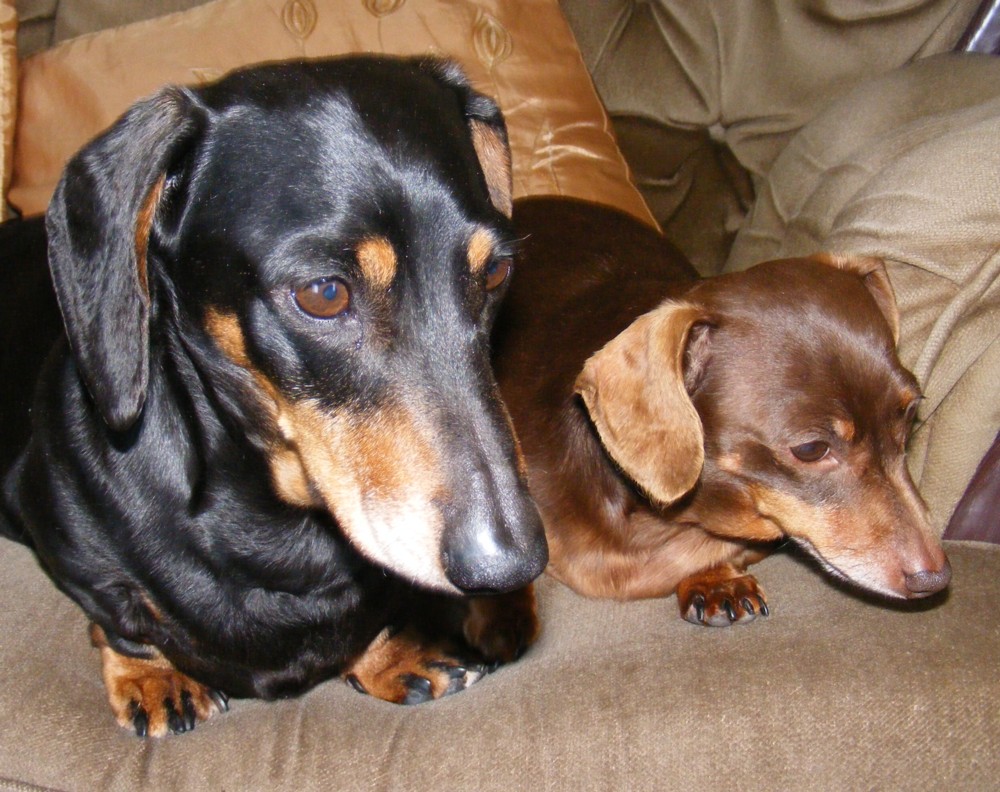 Dachshunde bei der Arbeit