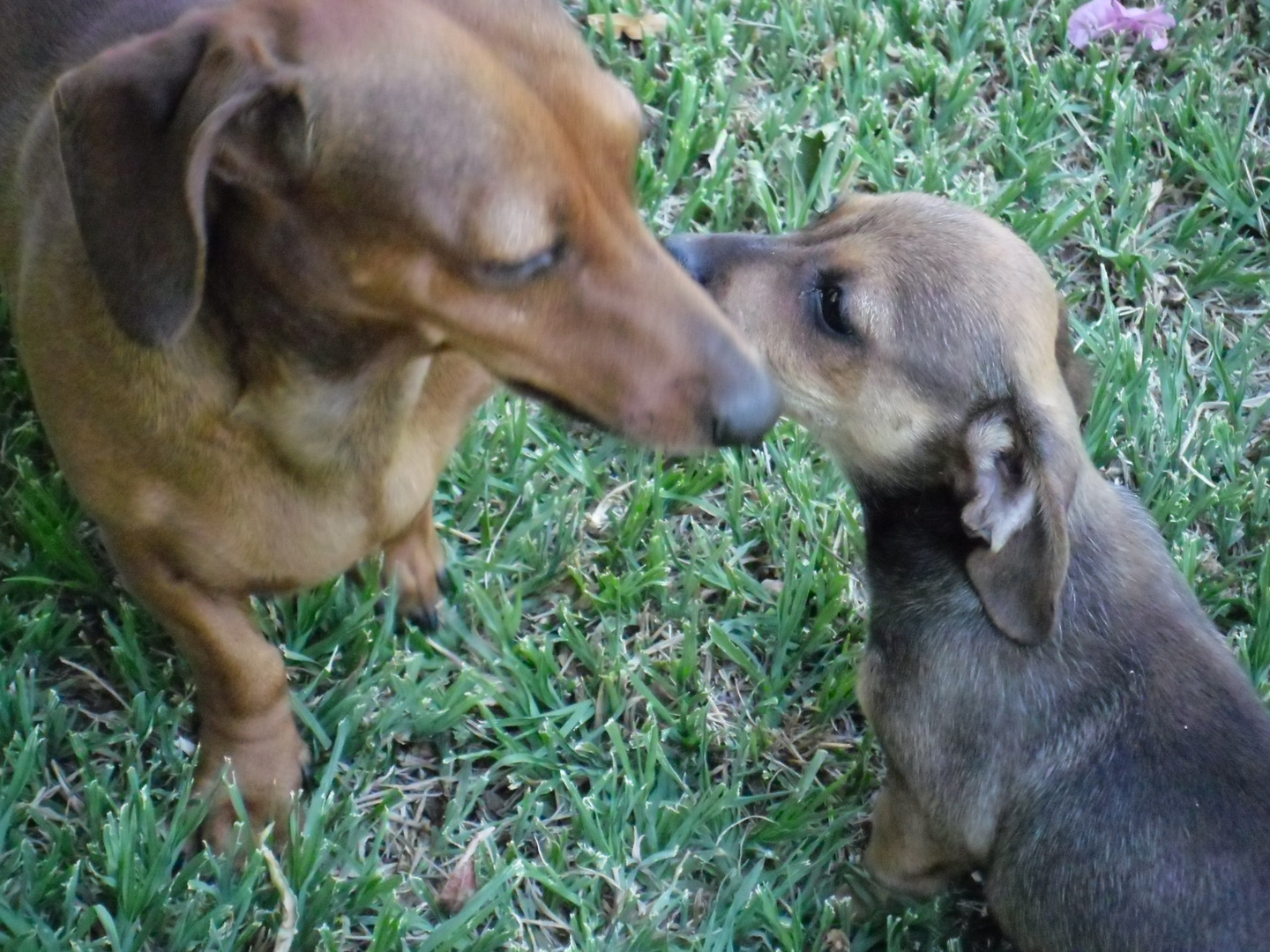 Dachshunds