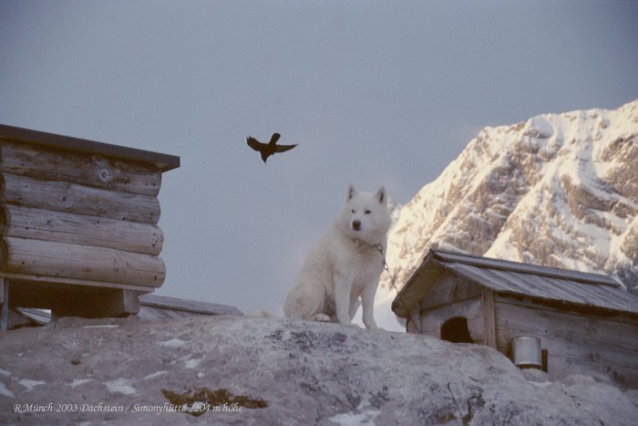 Dachstein Wache