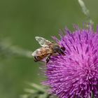 dachte schon heuer gibts keine bienen