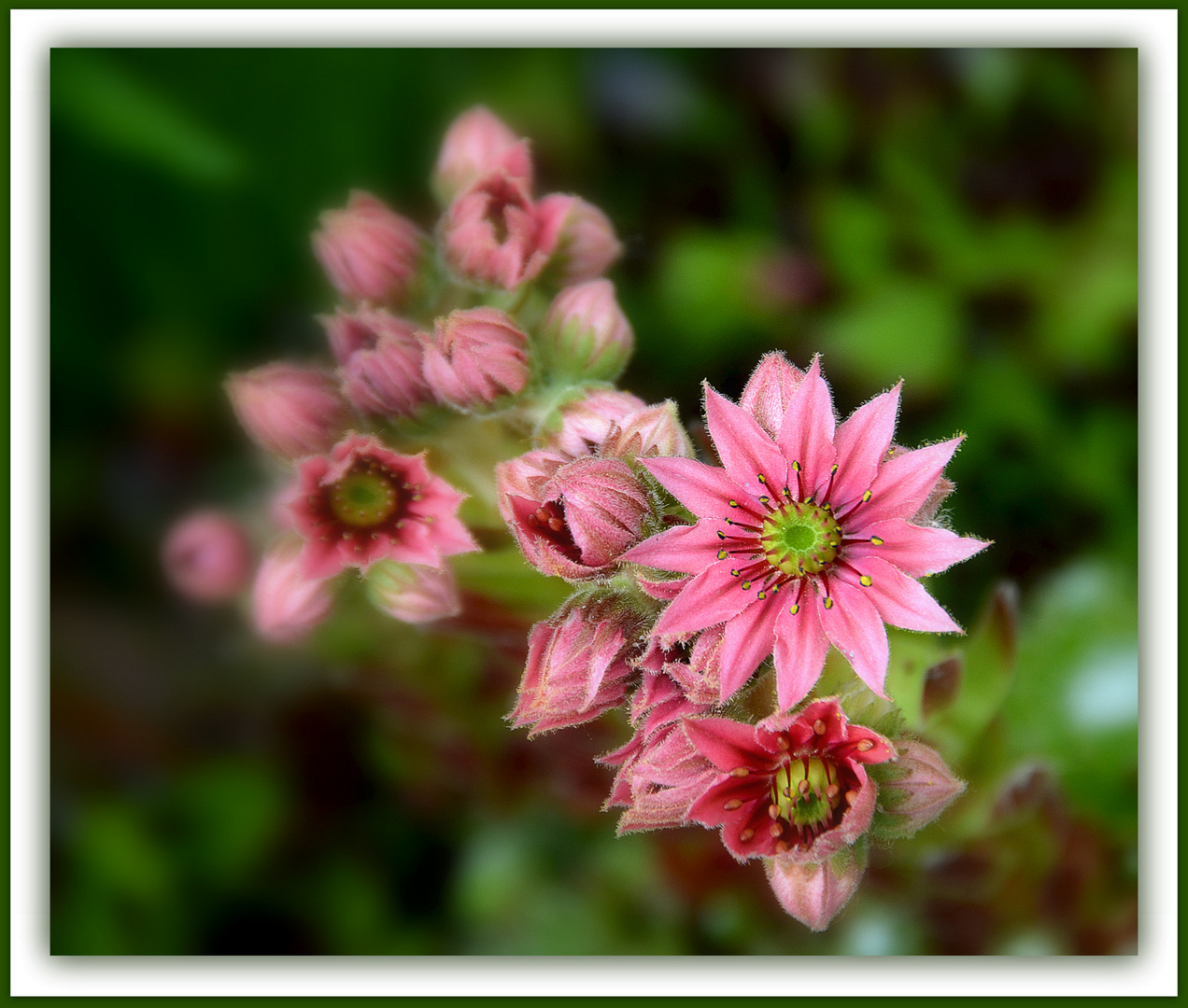 Dachwurz - 2 -  Sempervivum...