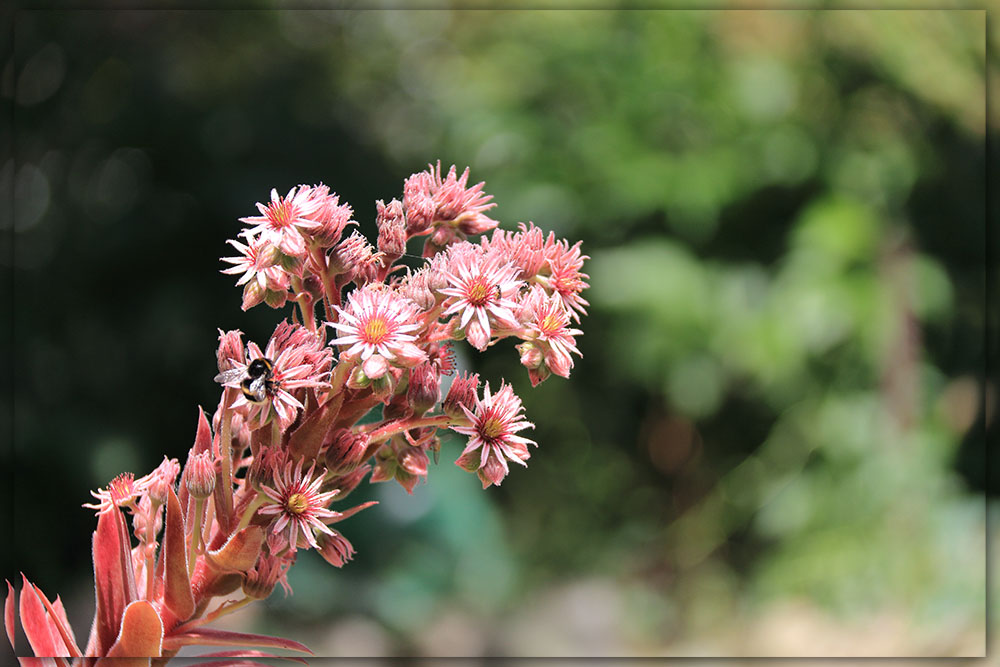 Dachwurz Blüte