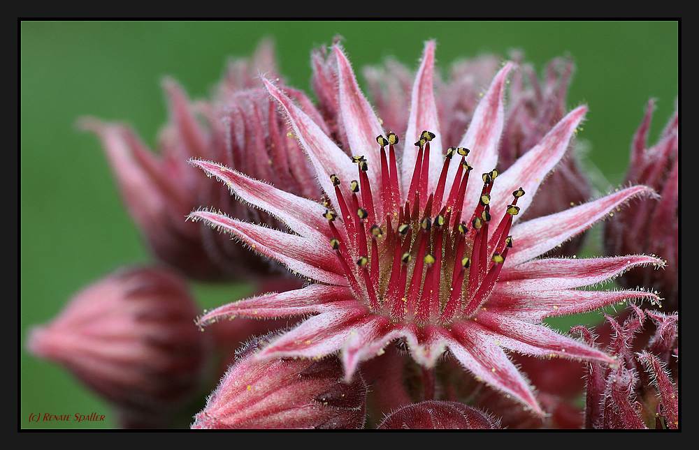 Dachwurz (Sempervivum) - Blüte
