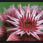 Dachwurz (Sempervivum) - Blüte