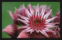 Dachwurz (Sempervivum) - Blüte