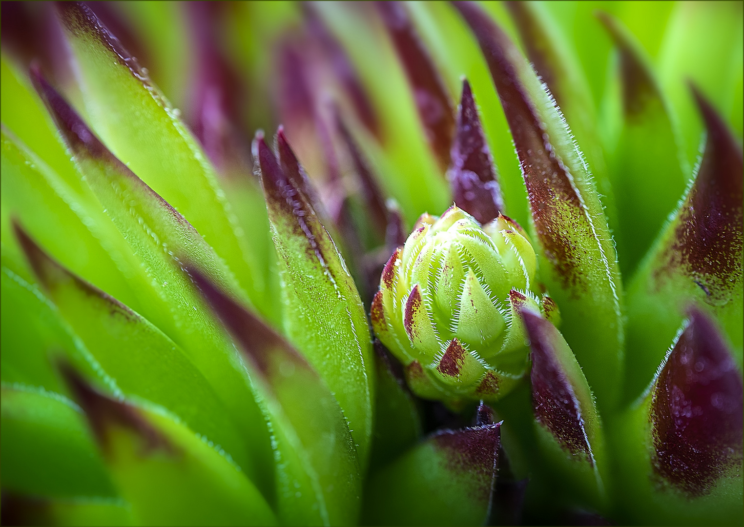 Dachwurz (Sempervivum tectorum)