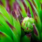 Dachwurz (Sempervivum tectorum)