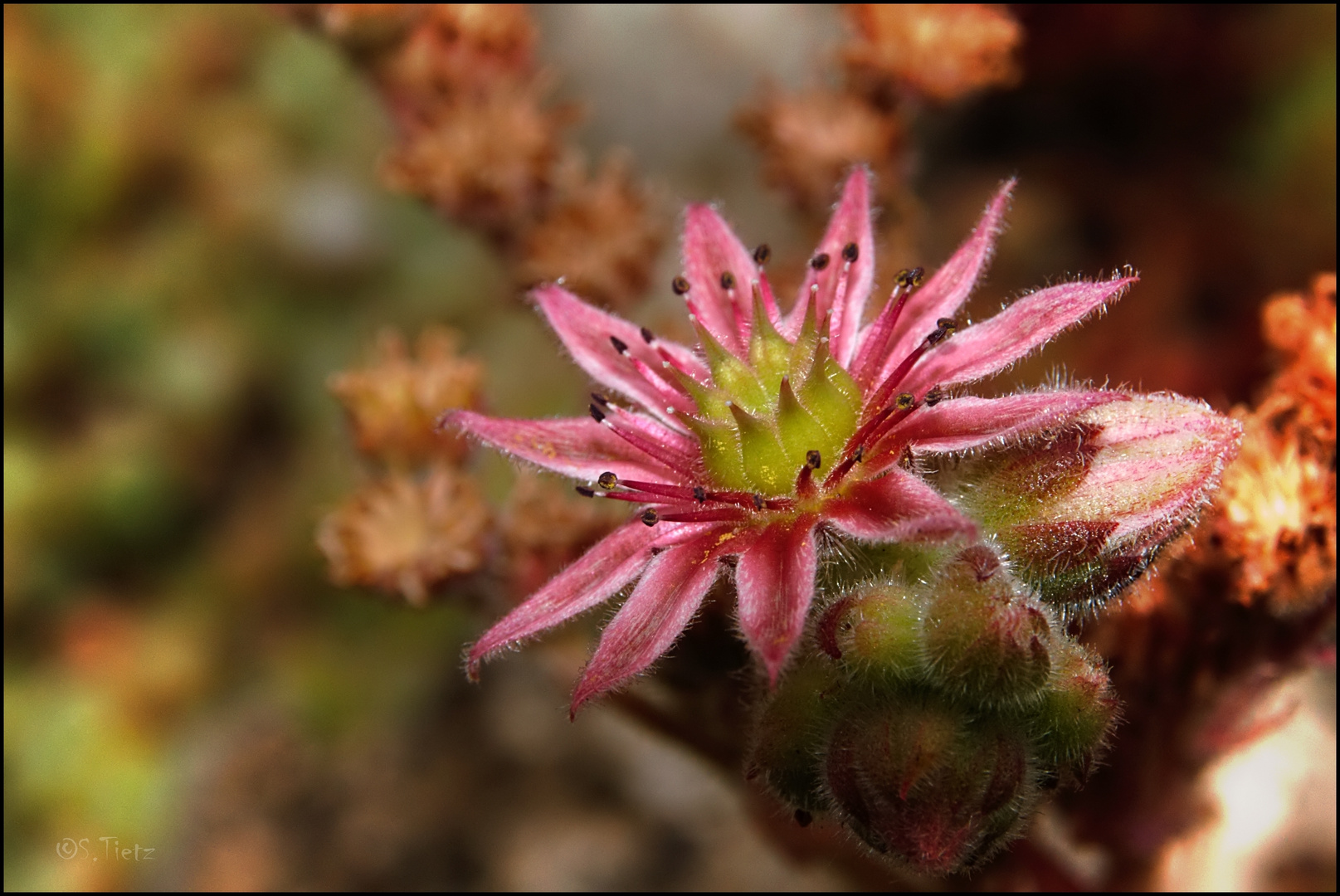 Dachwurzblüte