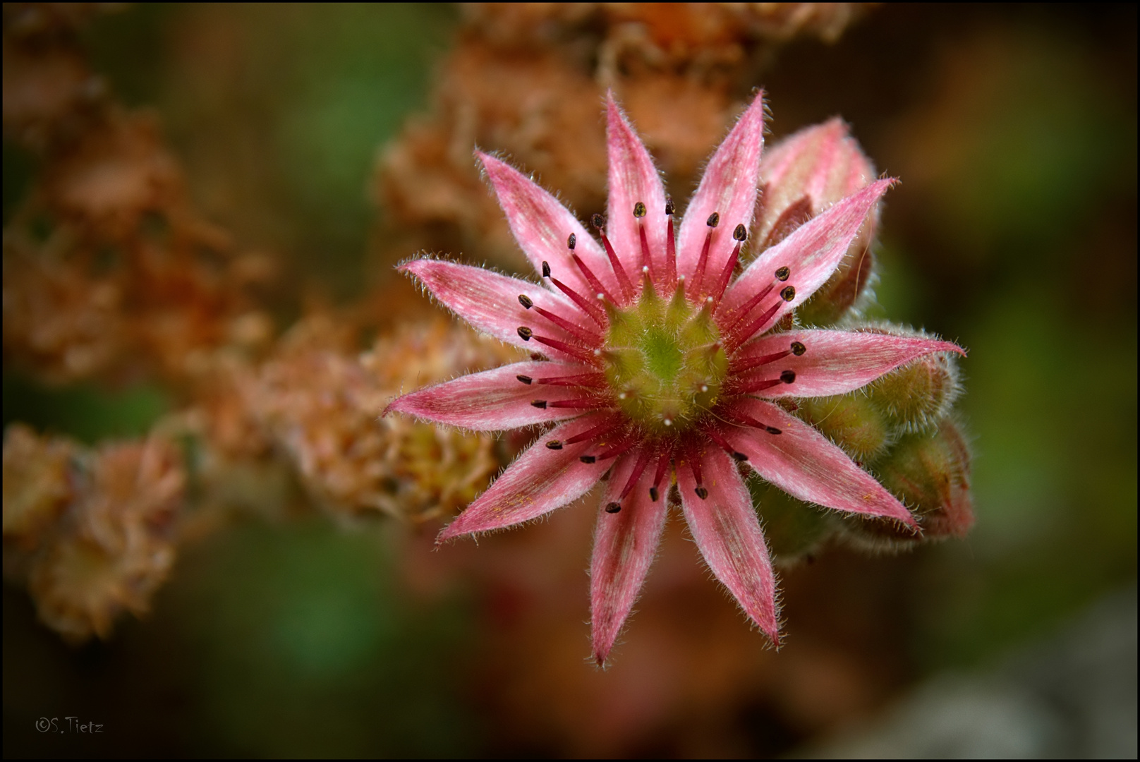 Dachwurzblüte 