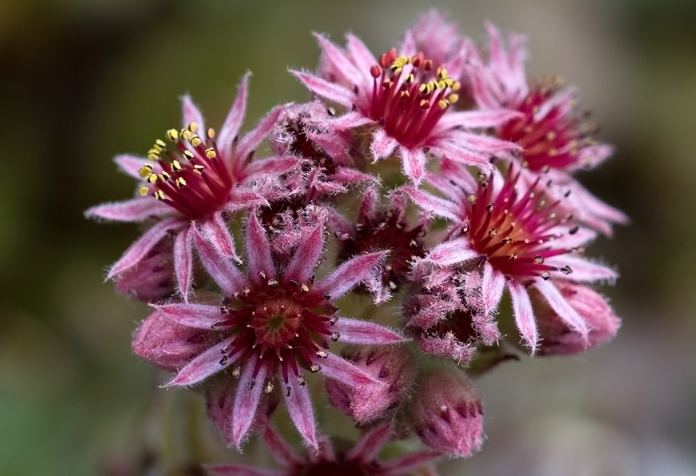 Dachwurzblüten