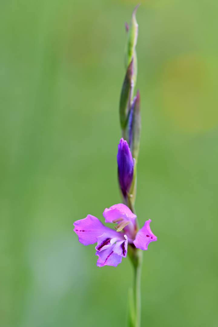 Dachziegelige bzw. Wiesen-Siegwurz (Gladiolus imbricatus)