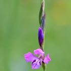 Dachziegelige bzw. Wiesen-Siegwurz (Gladiolus imbricatus)