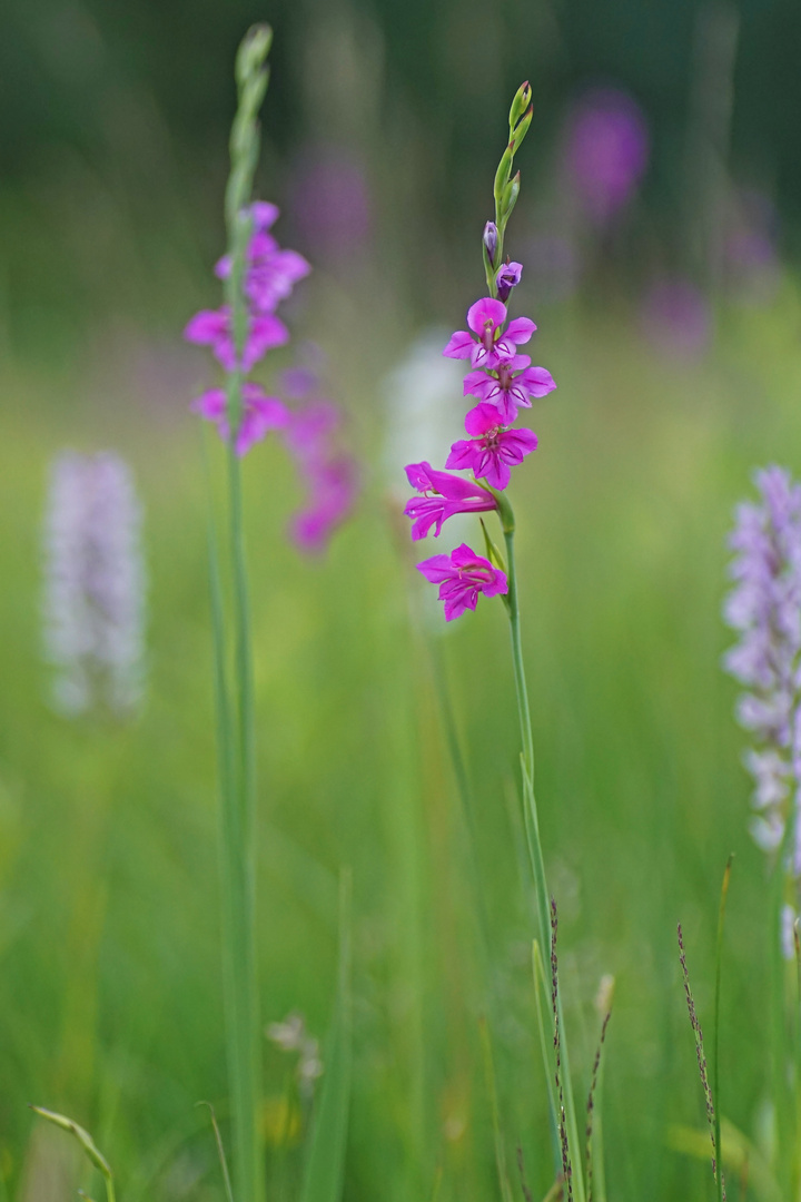 Dachziegelige Siegwurz (Gladiolus imbricatus)