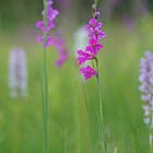 Dachziegelige Siegwurz (Gladiolus imbricatus)