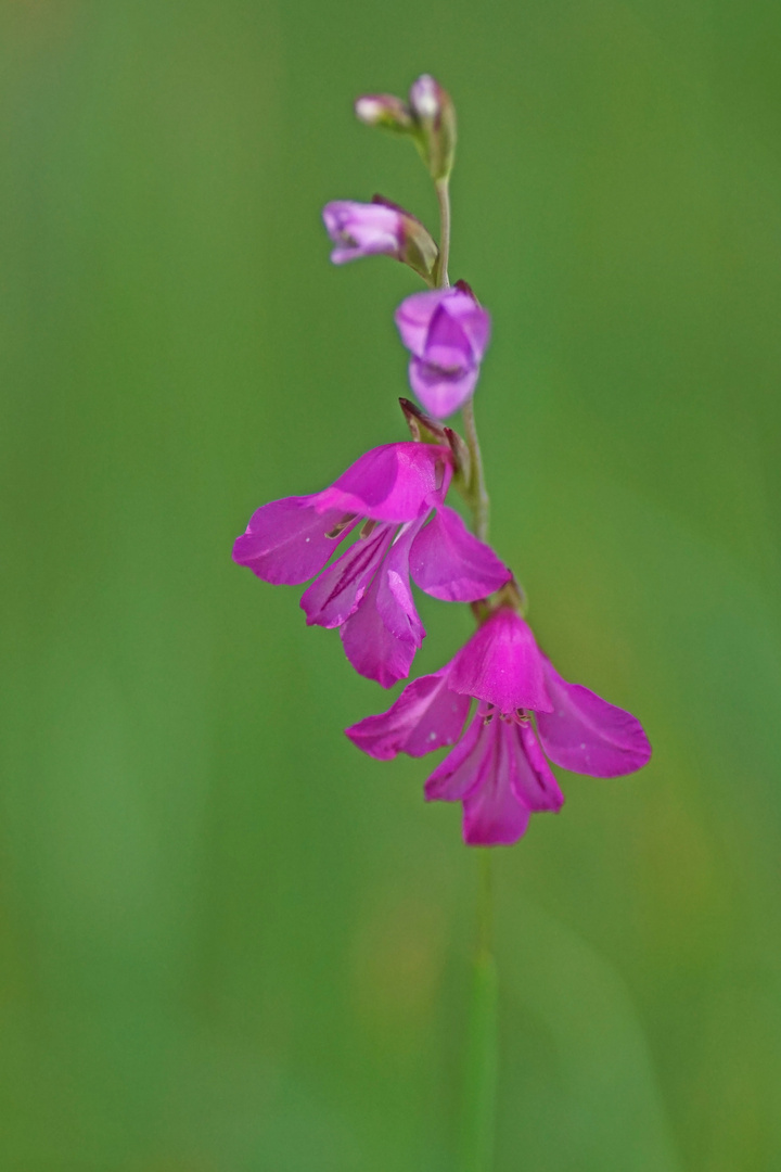 Dachziegelige Siegwurz (Gladiolus imbricatus)