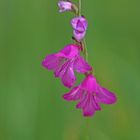 Dachziegelige Siegwurz (Gladiolus imbricatus)