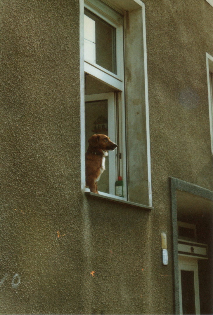 Dackel 1990 in Kreuzberg