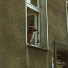 Dackel 1990 in Kreuzberg