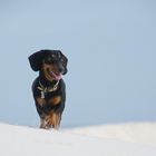 Dackel am Strand