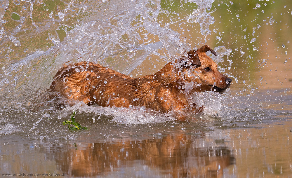 Dackel beim Wasserspaß II