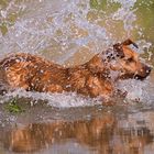 Dackel beim Wasserspaß II