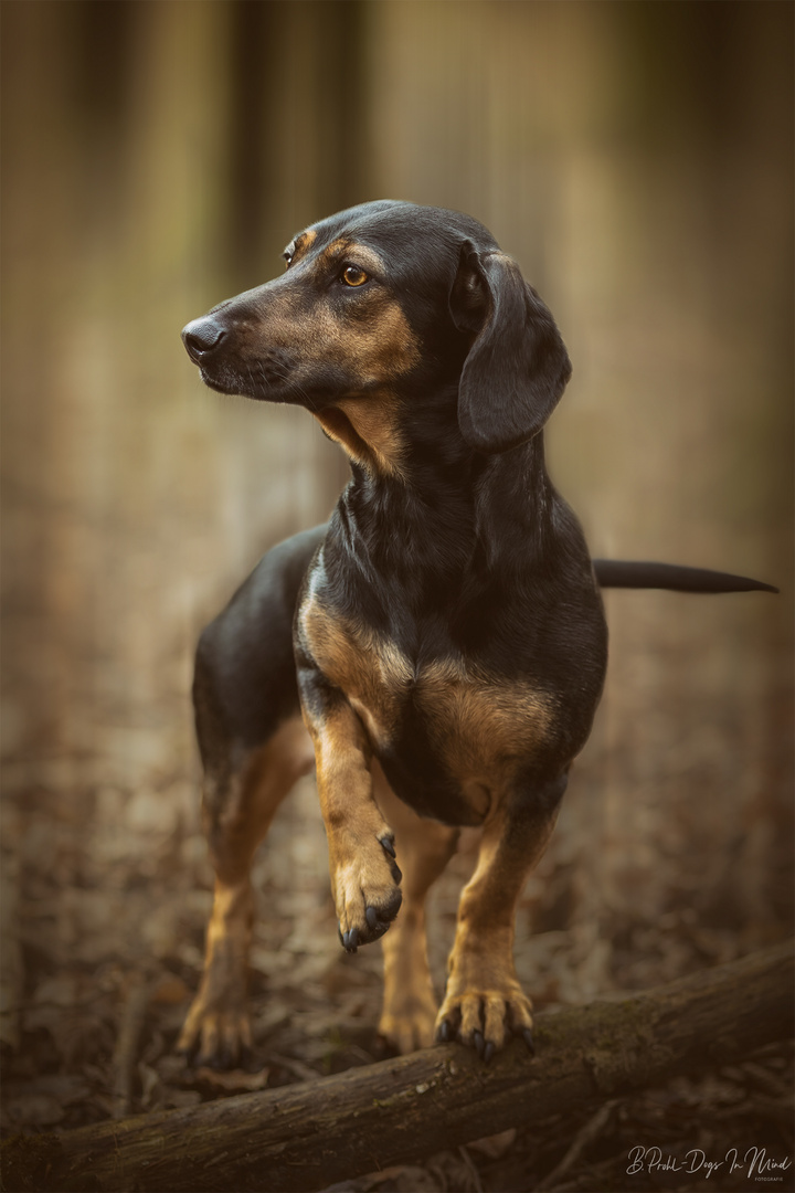 Dackel ( fast) alleine im Wald