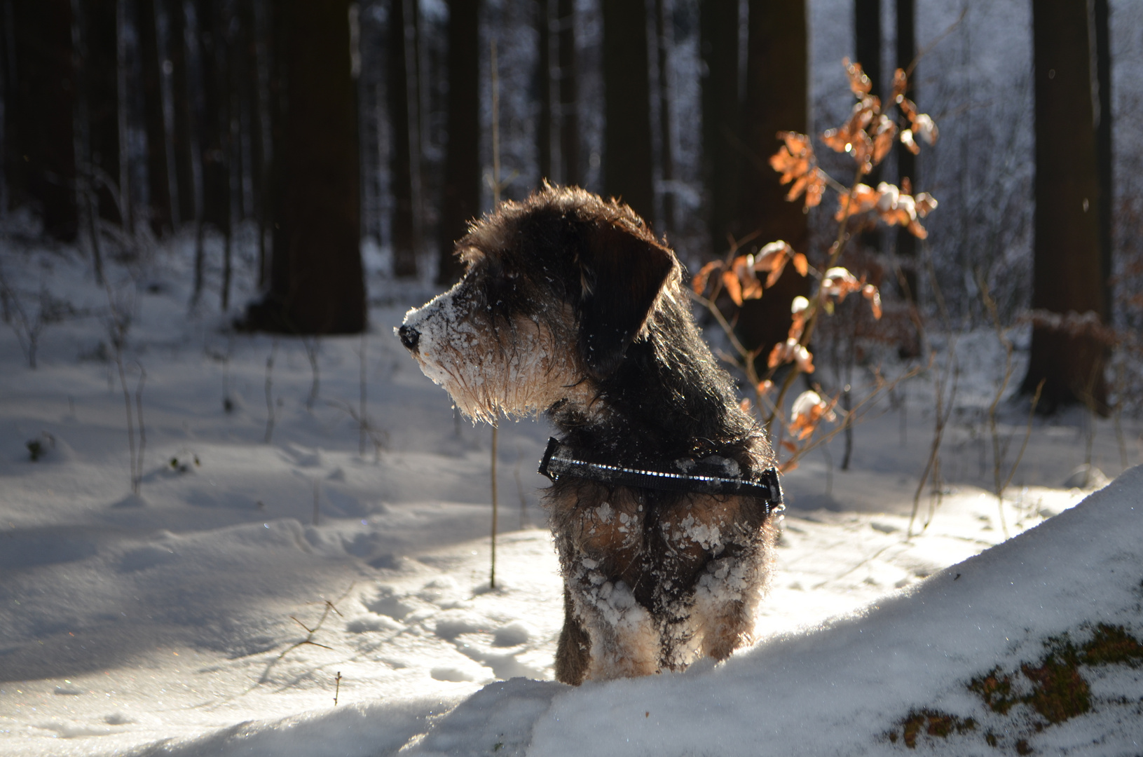 Dackel im Wald