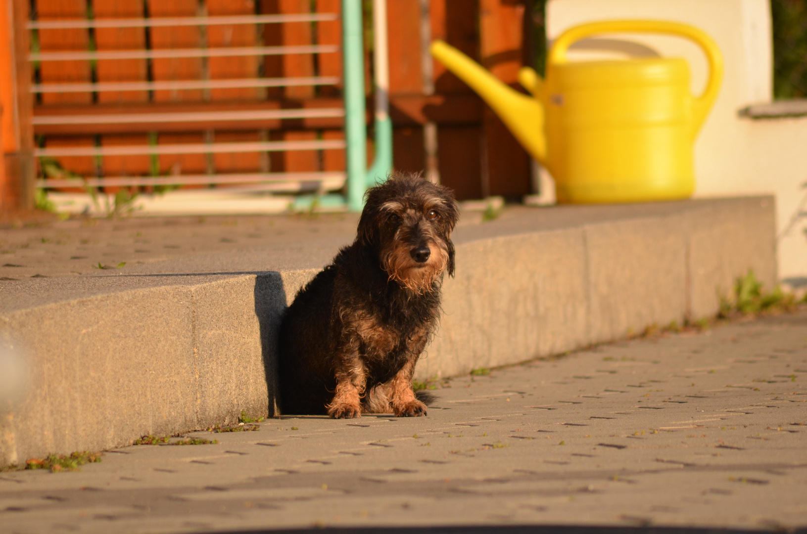 Dackel in der Sonne