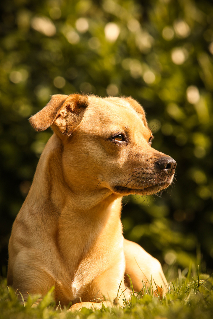 DackelLabradorMix OSBORNE Foto & Bild hunde, hund, natur Bilder auf