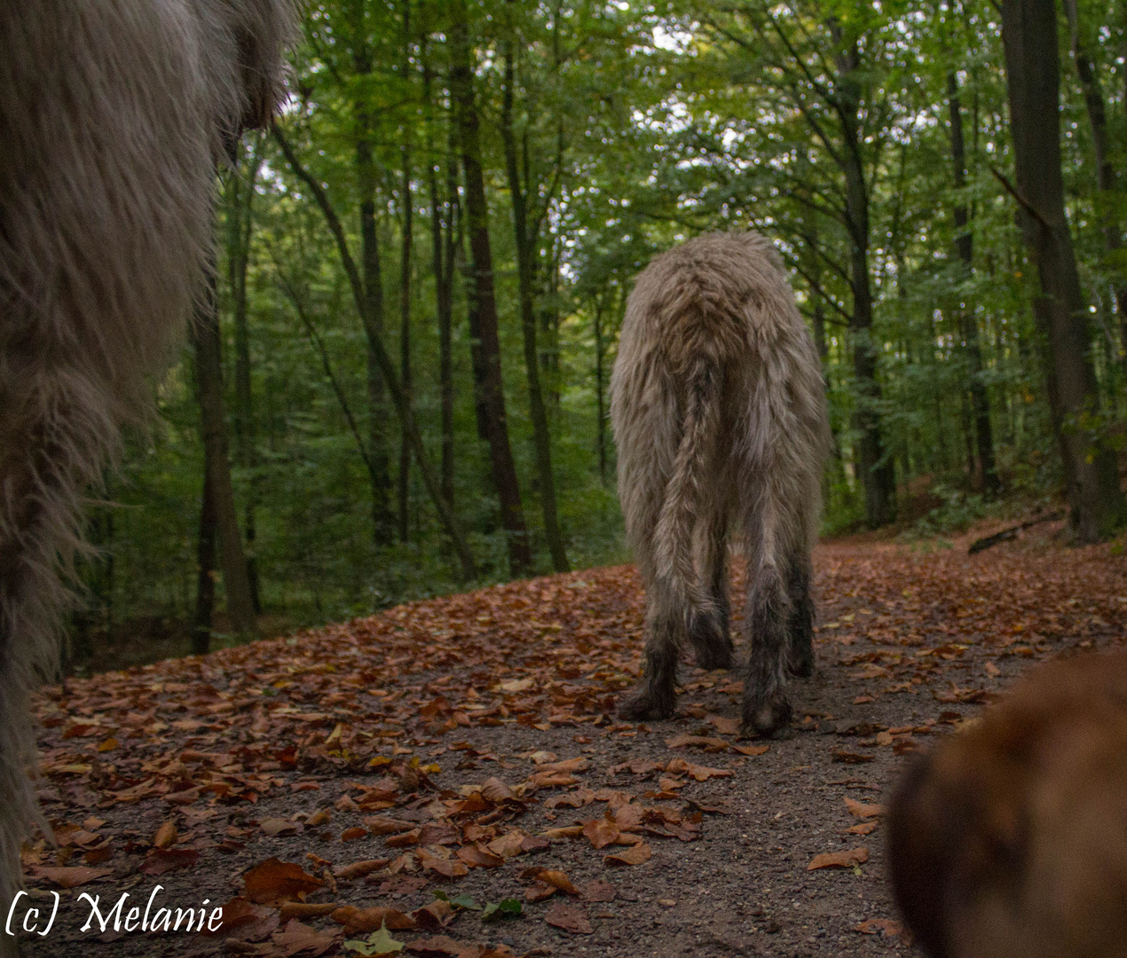 Dackel Meine Sicht Der Welt Mit Irischen Wolfshunden Foto Bild Tiere Haustiere Natur Bilder Auf Fotocommunity