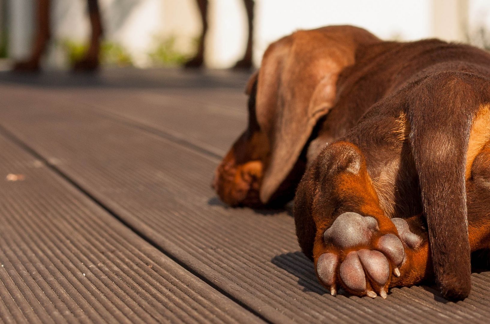 Dackel Mude Foto Bild Hund Natur Welpe Bilder Auf Fotocommunity