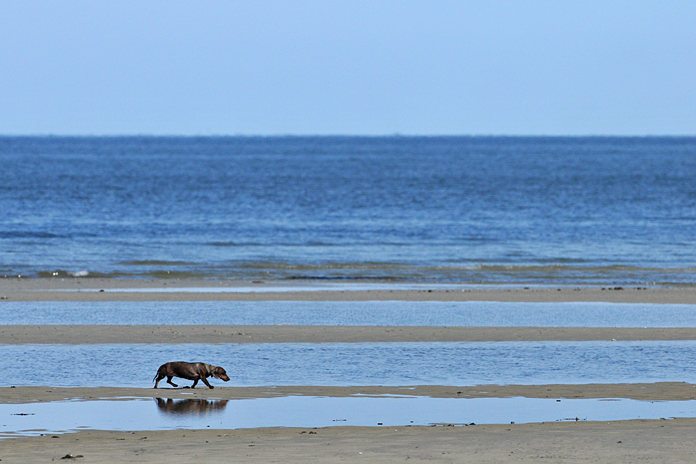 Dackel – Strandläufer 01