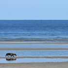 Dackel – Strandläufer 01