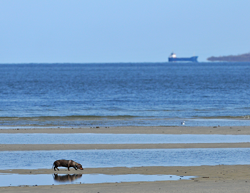 Dackel – Strandläufer 02