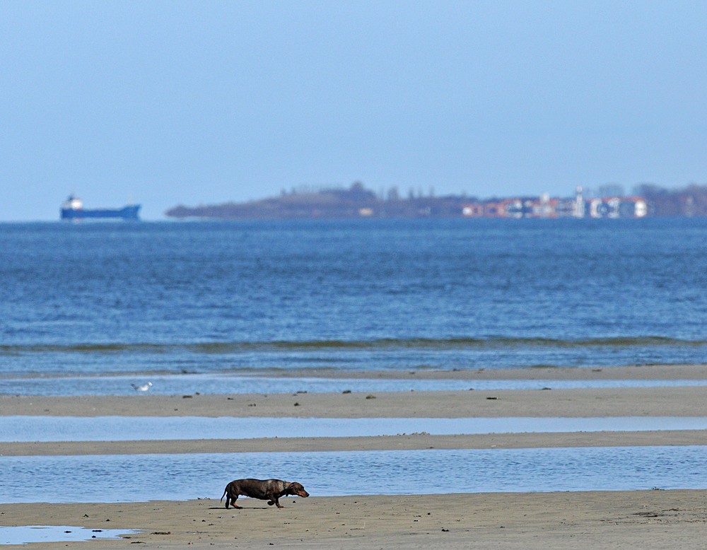 Dackel – Strandläufer 03