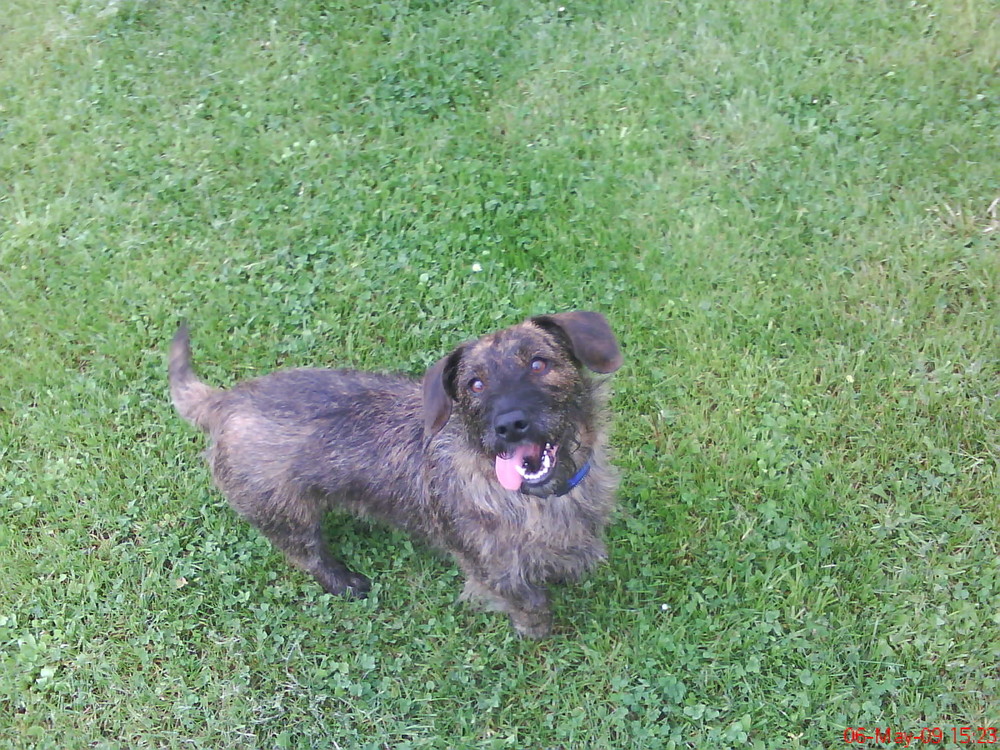 dackel-terrier-mix hexe