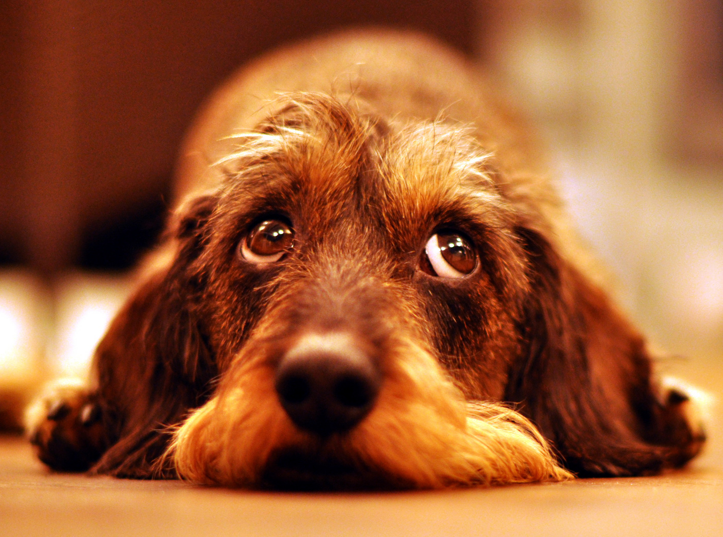 Dackelblick Foto & Bild tiere, haustiere, hunde Bilder auf Dackelblick Foto & Bild tiere, haustiere, hunde Bilder auf