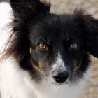 Dackelblick eines Border Collies